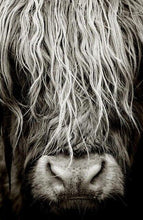 Load image into Gallery viewer, Canvas - Highland Hair
