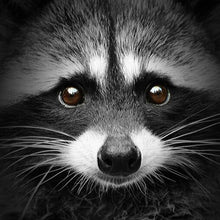 Load image into Gallery viewer, Canvas - Racoon
